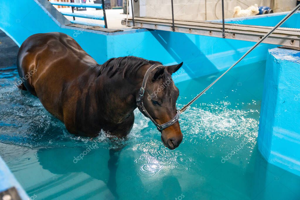 温水プールで水中ウォーキングを行う参加者たち