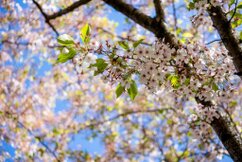 春の桜並木の下で写真撮影を楽しむ入居者